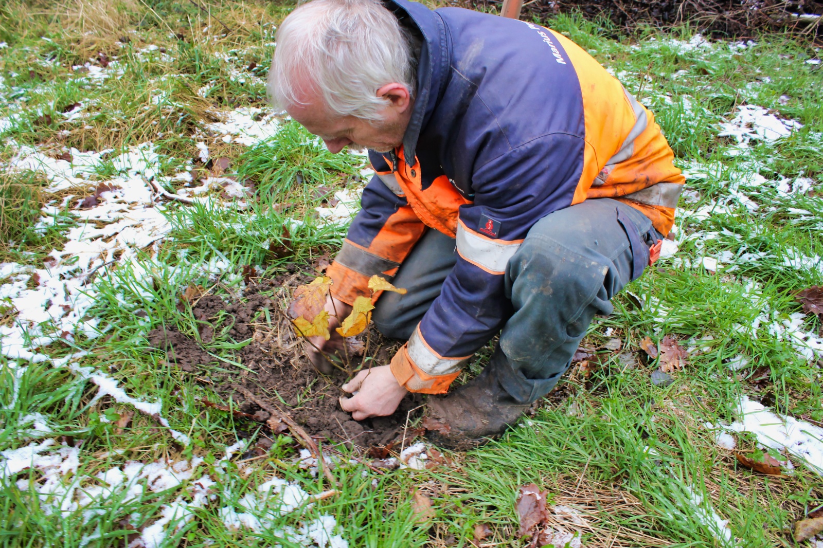23. november - plantning